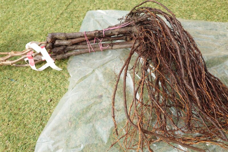 庭用ぶどうの苗木の仮植え