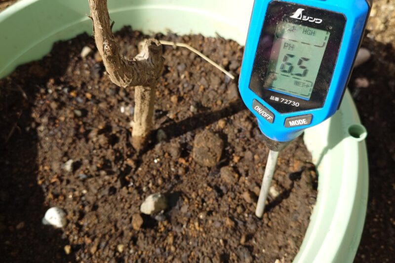 ぶどうの苗木の庭への植え付け