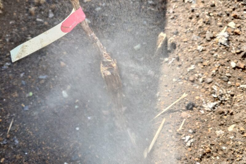 3月のぶどうの休眠期防除
